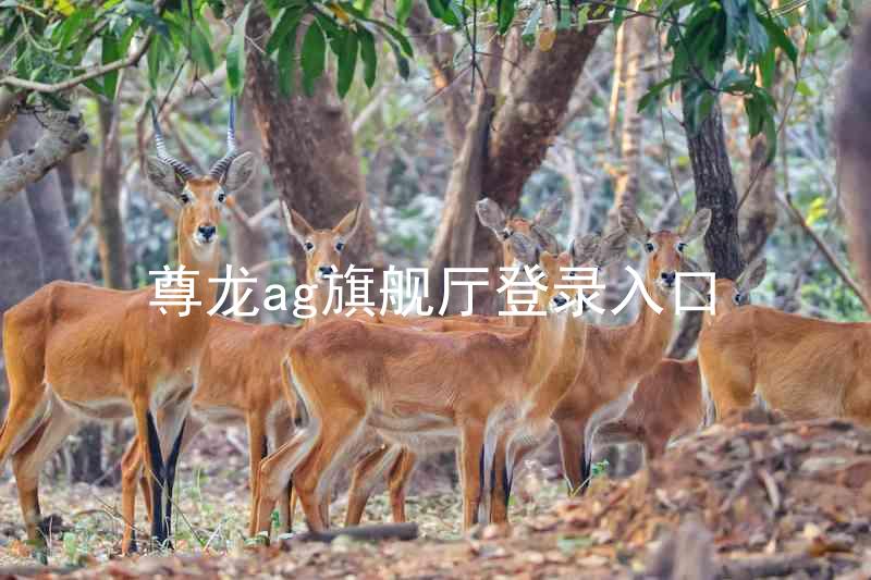 尊龙ag旗舰厅登录入口